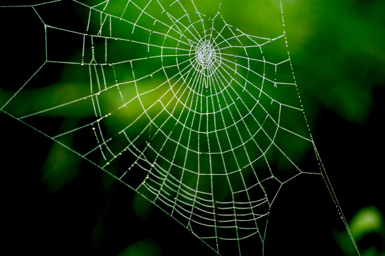 Spinnennetz am Morgen von Friedling/pixelio