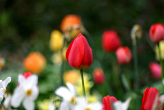 Tulpe von Herzbeben/Pixelio