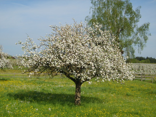 Apfelbaum von Reinhold61/Pixelio